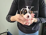 Rosie