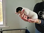 Rosie