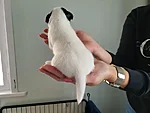 Rosie