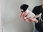 Pino, 6-nädalane
