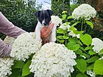 Ponzo, 6,5-nädalane