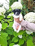 Ponzo, 6,5-nädalane