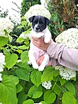 Ponzo, 6,5-nädalane