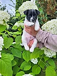 Ponzo, 6,5-nädalane