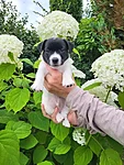 Pino, 6,5-nädalane