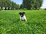 Ponzo, 7,5-nädalane