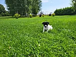 Pino, 7,5-nädalane
