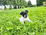 Ponzo, 7,5-nädalane