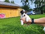 Rosie