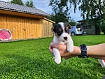 Rosie