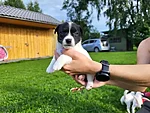 Romeo