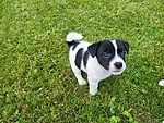 Romeo