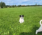 Rosie