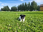 Välk