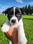 Romeo