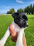 Välk