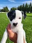 Ruby