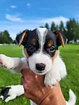 Rosie