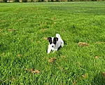 Rosie