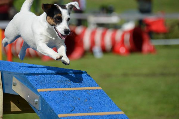 Agility competition in Riga 16.-17.08.14
