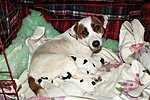 Bona Bohemia Pechos - Endy&#x27;s mother with E-litter puppies.