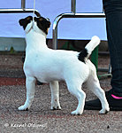 JRT speciality show 31.05.15, baby class