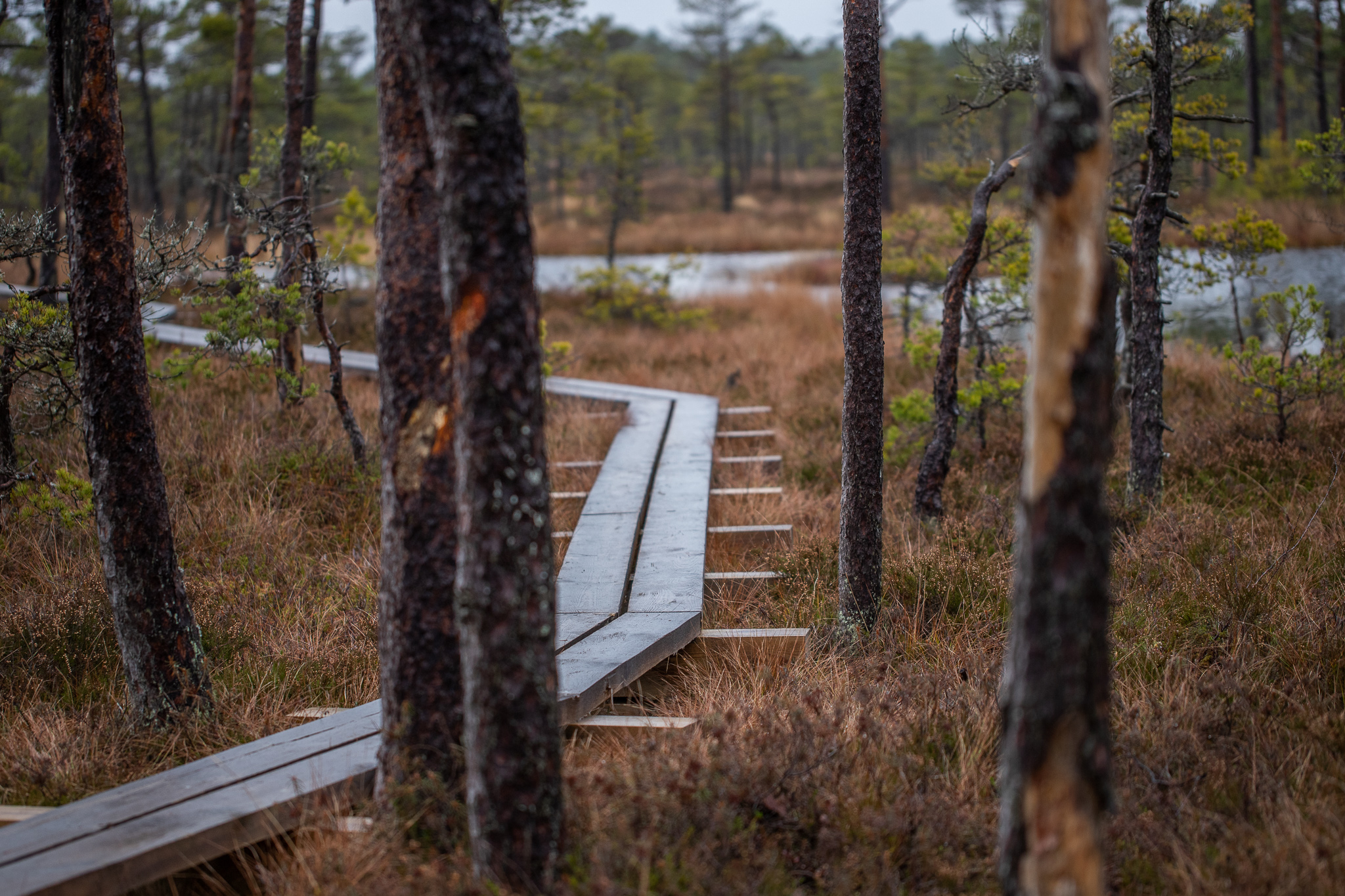 Rahvusvahelise põlislooduse päeva puhul toimuvad Eestis karged sügismatkad