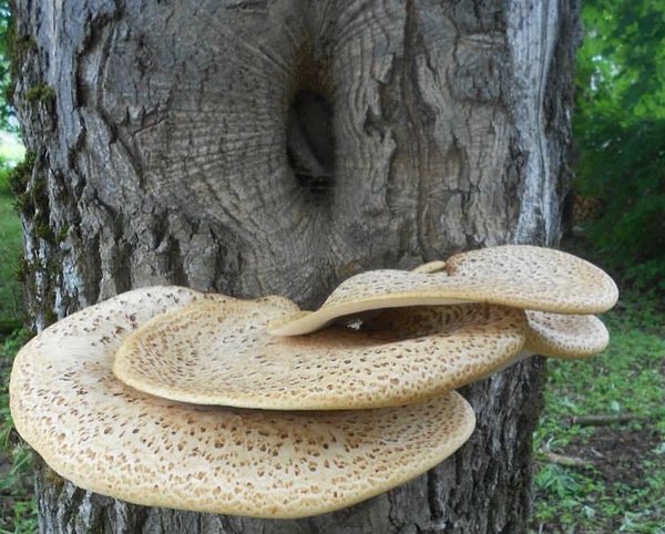 Soomustorik. Foto: S. Paasma