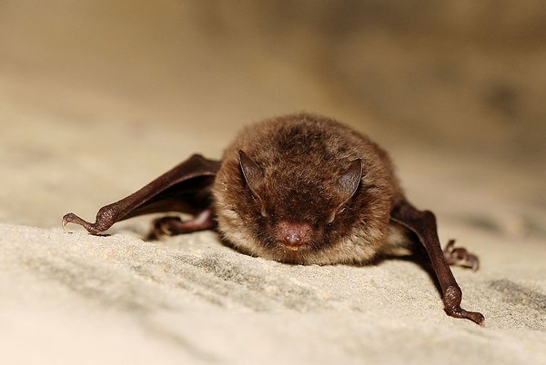 https://en.wikipedia.org/wiki/Daubenton%27s_bat#/media/File:Myotis_daubentoni01.jpg