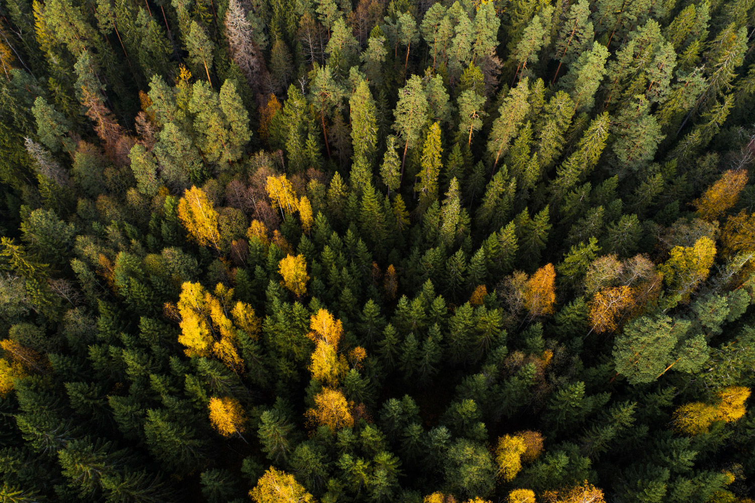 Keskkonnaühendused: plaanitav metsanduse arengukava ohustab metsi ja nende ökosüsteeme