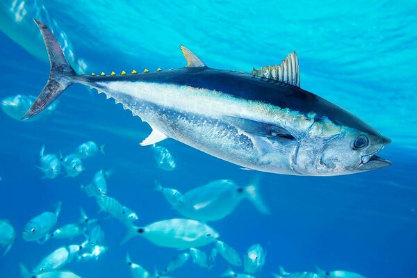 Kulduim-tuun ehk yellowfin tuna on tuunidest suurim. Tänaseks on püügisurve populaarsele kalale stabiliseerunud ja populatsioonid näitavad taastumismärke.