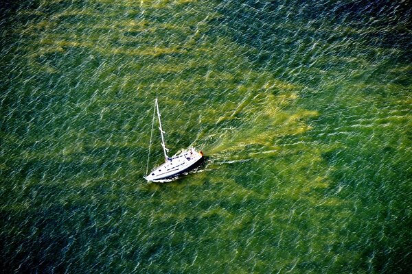 Veepinnal olev roheline taimhõljum on märk eutrofeerumisest, mis on põhjustanud hapnikuvaesed “surnud tsoonid” Läänemere keskosas