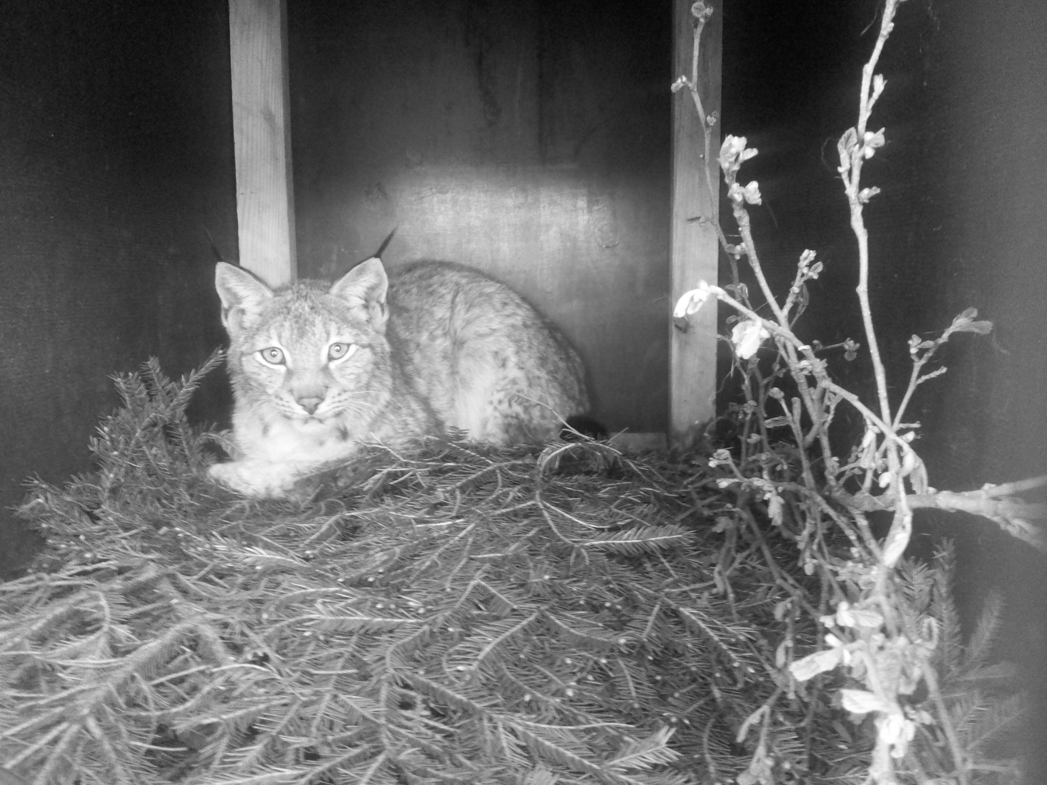 Estonian lynx in Poland has had at least one litter