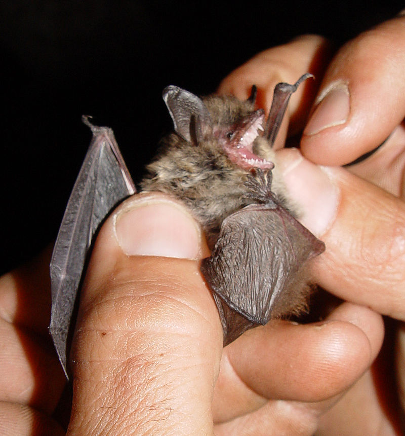 https://et.wikipedia.org/w/index.php?title=Habelendlane&action=submit#/media/Fail:Myotis_mystacinus.jpg