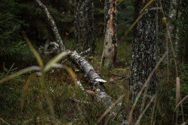 Vana mets Alutagusel. Foto: Katre Liiv