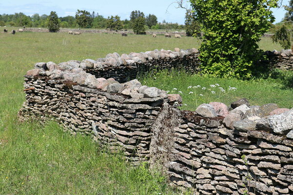 Iisaka talu hooldab lammaste abil elurikkaid pärandniite ja taastab ka kiviaedu. Foto ke