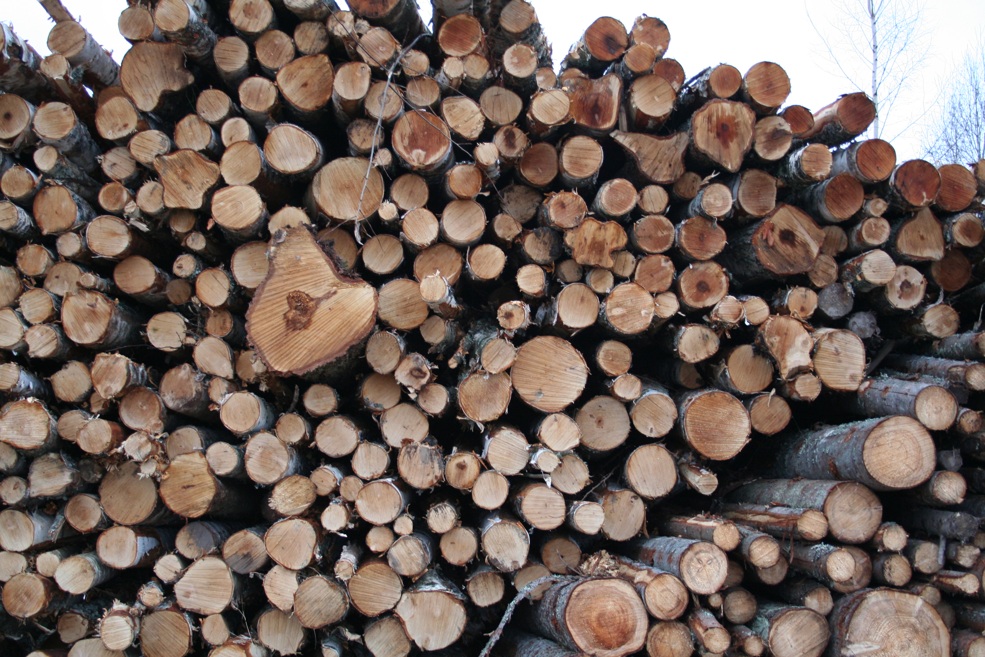 EKO tutvustas Riigikogus metsandusnõukogu tasakaalustamise ettepanekut
