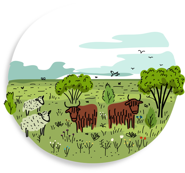 Lihaveised ja lambad looduslikul karjamaal. Illustratsiooni autor: Joonmeedia