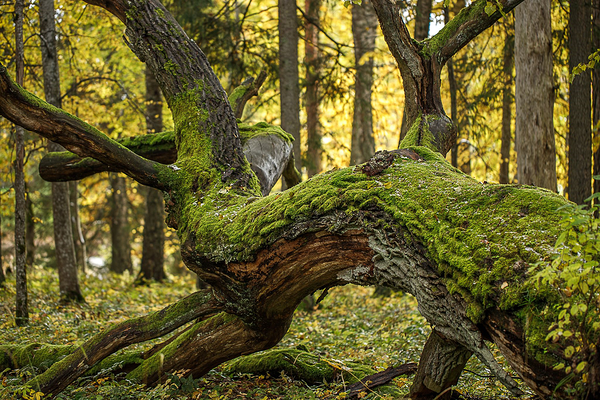 Rava tammik: kaitsealune liigirikas tammesegapuistu. Foto: Katre Liiv