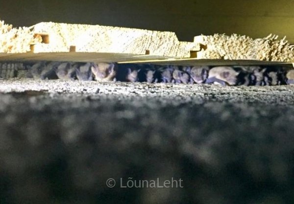 Maja voodrilaudade vahel on leidnud elupaiga poolsada nahkhiirt. Foto: Urmas Kivirand