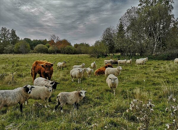 Lihaveised ja lambad looduslikul rohumaal. Foto: Kersti Jukk