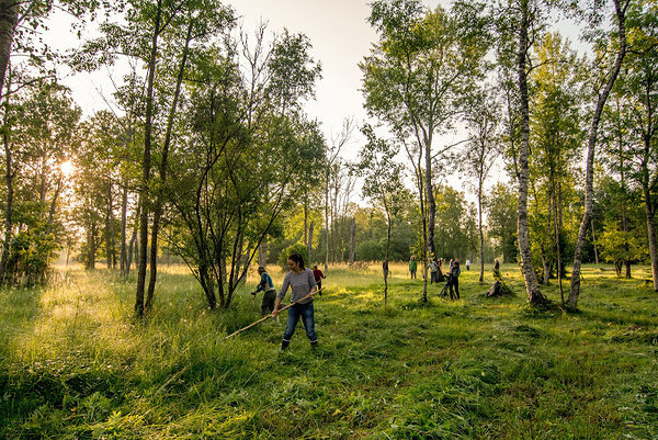 ELFi talgulised on samuti Nedrema puisniitu hooldamas käinud. Foto: Piret Väinsalu