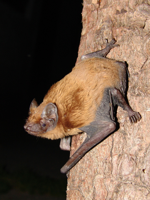 https://en.wikipedia.org/wiki/Common_noctule#/media/File:Nyctalus_noctula.jpg
