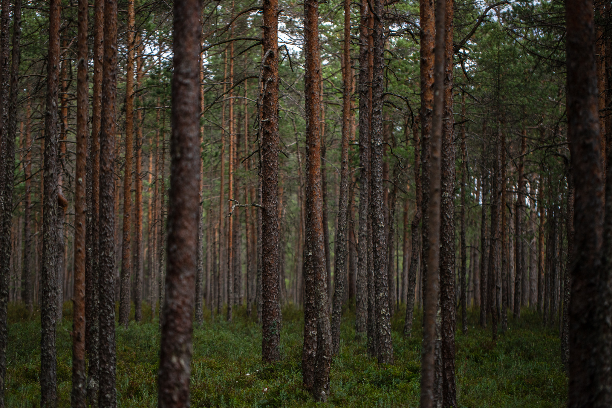 Avalik pöördumine: Eesti kliimaeesmärgid on jõukohased ja põhjendatud