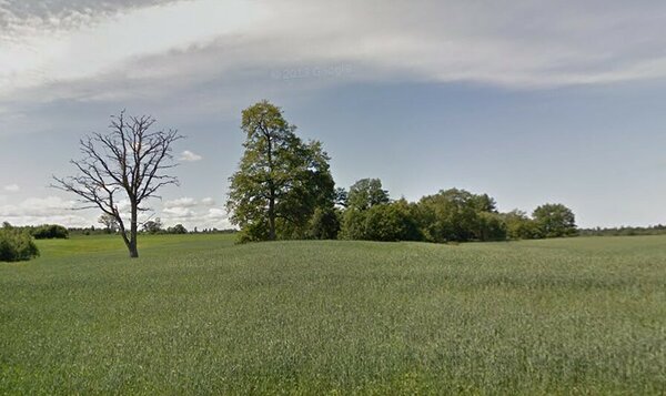 Põllusaar ja tüügaspuu. Foto: Google Street View