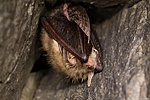 Pruun suurkõrv (Plecotus auritus) talvitamas Laagri Läänekäigus. Autor: Lennart Lennuk