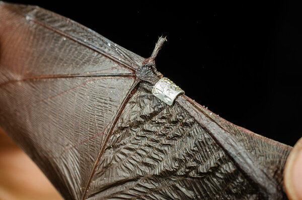 Rõngas nahkhiire küünarvarre ümber. Foto: Rauno Kalda