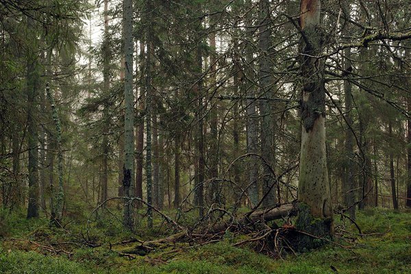 Erinevas lagunemisstaadiumis surnud puit on koduks paljudele metsaliikidele. Foto: Ireen Trummer
