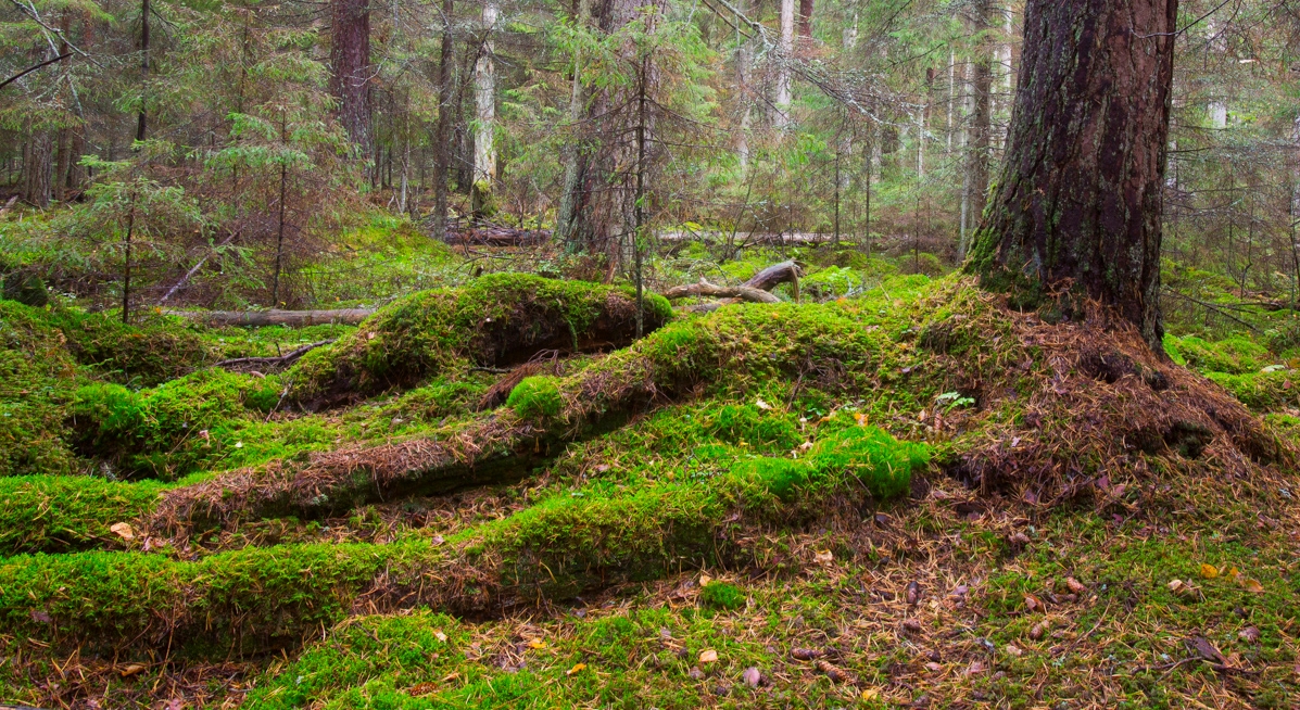 ELF teeb ettepaneku luua Hiiumaa põliste metsade kaitseks rahvuspark