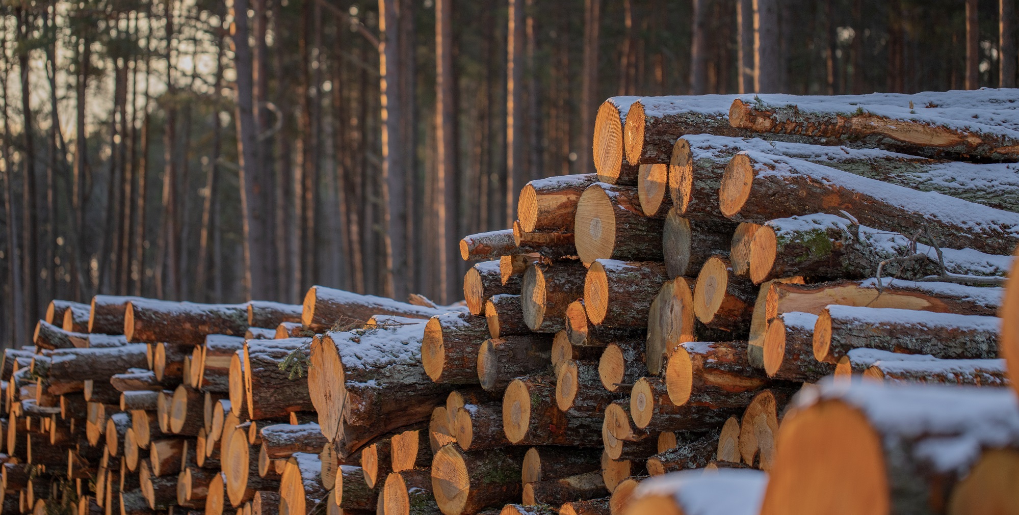 Uuring: Eestis on hüppeliselt kasvanud Natura 2000 võrgustiku kaitsealuste metsaelupaikade raie